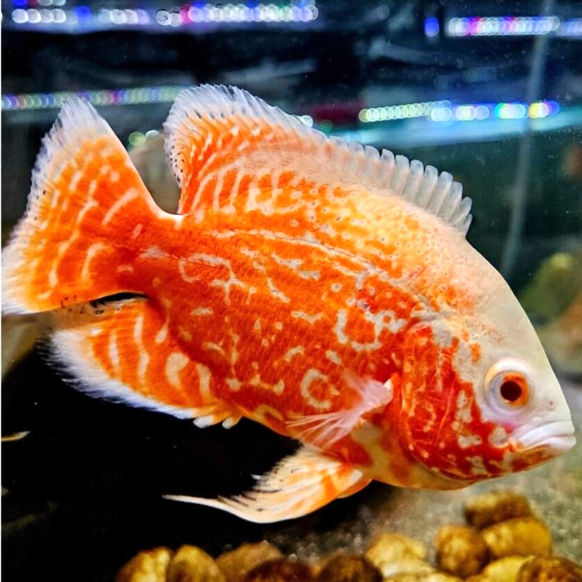 Astr.ocellatus   Pauwoog super red 8-10